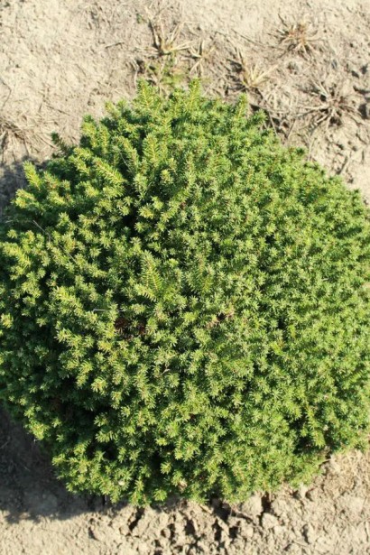 Ель обыкновенная / европейская Литл Джем